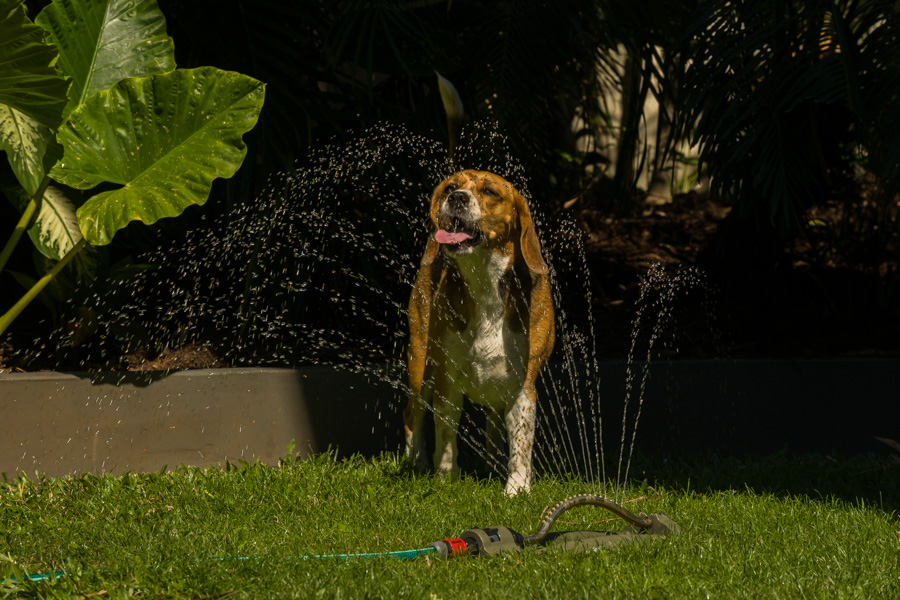 A beagle dog standing on green grass, enjoying the water spray from a garden sprinkler. The dog has its mouth open and tongue out, appearing to relish the cool water. In the background, there are large green leaves and plants, indicating a lush garden setting.